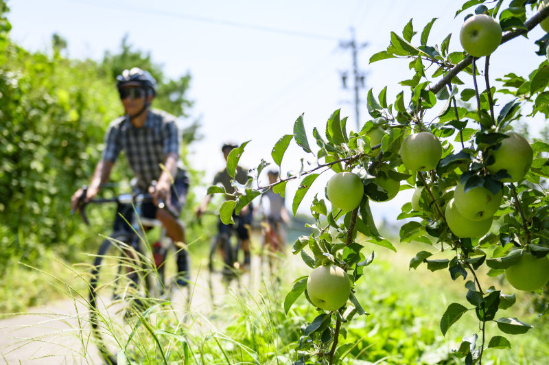 Road lined with apple orchards and fruit farms