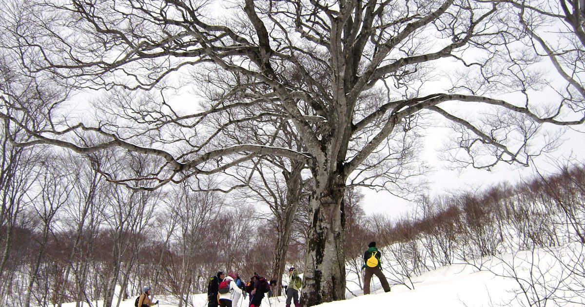 Nabekura Kougen Snowshoeing tour to see the magnificent beech tree.