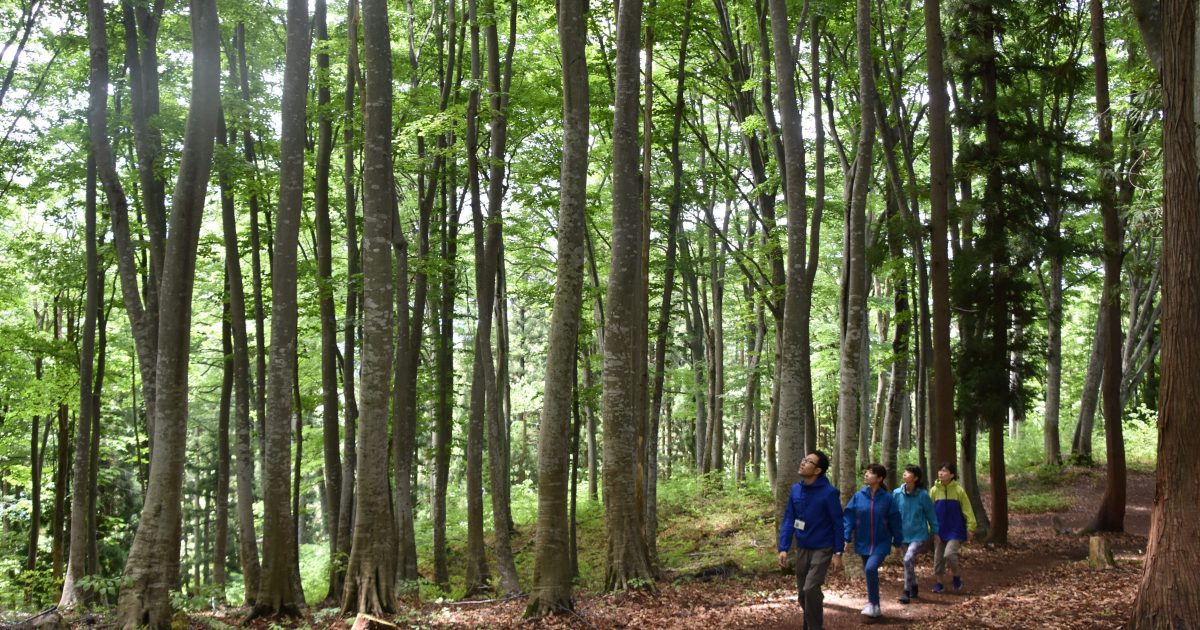 Beech Forest walking tour Nabekura Kougen