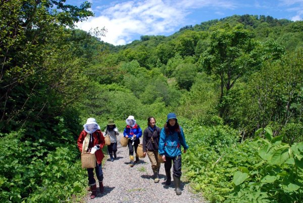 Mountain hiking & SANSAI picking tour   Shinanomachi